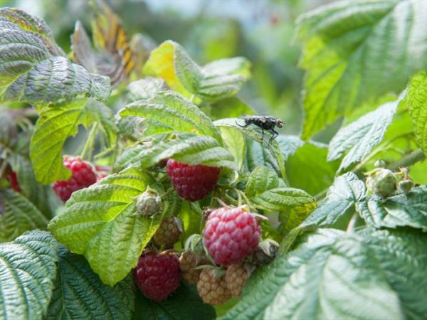 Agriturismo Serec - foto 28244.jpg