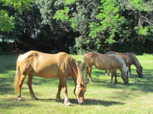 Golf Hotel Bibione - foto 28318.jpg