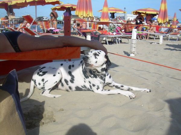 Bagno Wanda - foto 29085.jpg