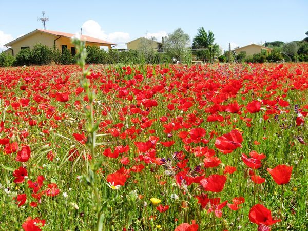 Agriturismo le Pignacce - foto 29091.jpg