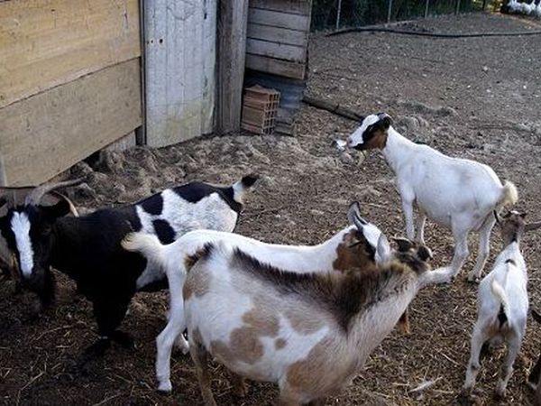 Agriturismo Il Lanternino - foto 7338.jpg