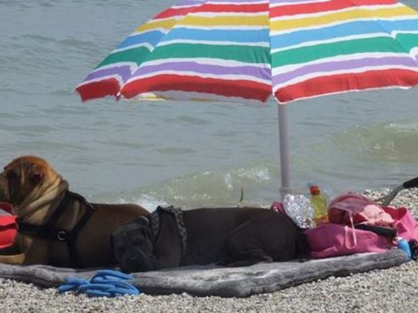 San Benedetto Camping Relais - foto 30081.jpg