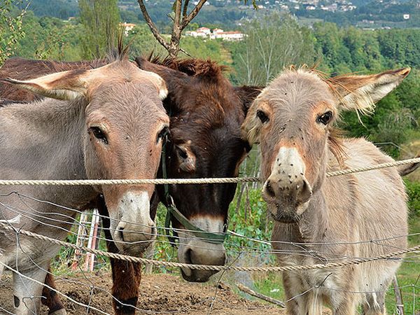 Agriturismo Pane e Olio - foto 30288.jpg