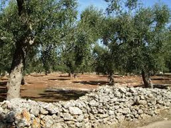 Villa Conca Marco - foto 30310.jpg