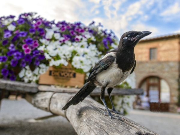 Casa di Campagna in Toscana - foto 30352.jpg
