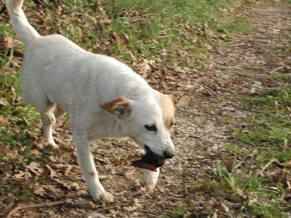 Molino di Molanoce - foto 30388.jpg