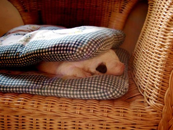 Molino di Molanoce - foto 30390.jpg