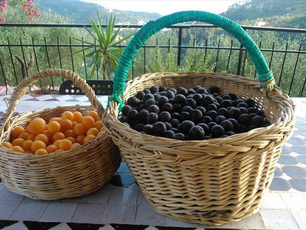 Agriturismo ristorante Oliva Azzurra - foto 30711.jpg