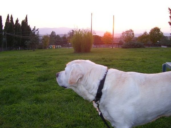 Fattoria Pieve a Salti - foto 31212.jpg