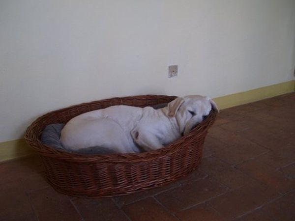 Fattoria Pieve a Salti - foto 31213.jpg