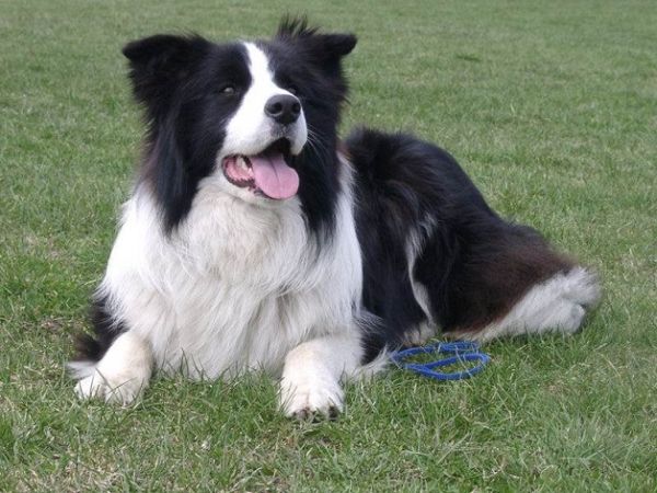 Camping Vallecrosia - foto 31434.jpg