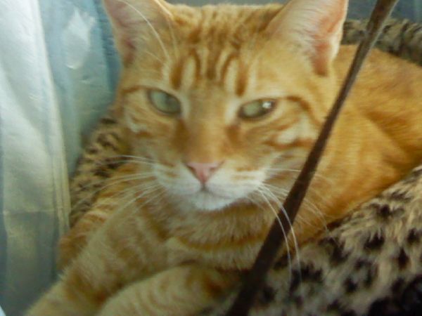 Hotel Badano Sul Mare  - foto 31592.jpg