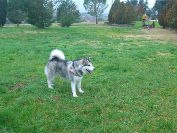 Fattoria Pieve a Salti - foto 31687.jpg