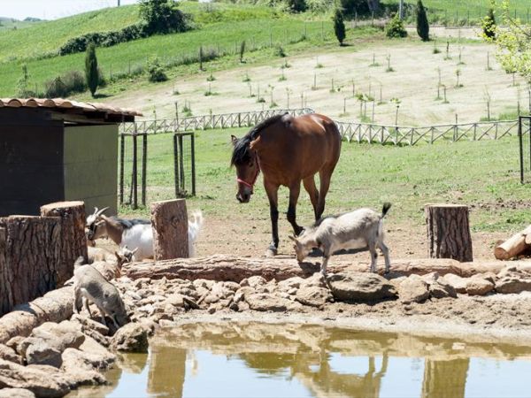 Popilia Country Resort - foto 31769.jpg