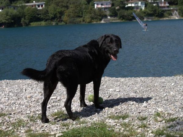 Spiaggia per Cani al Lago di Ledro - foto 32220.jpg