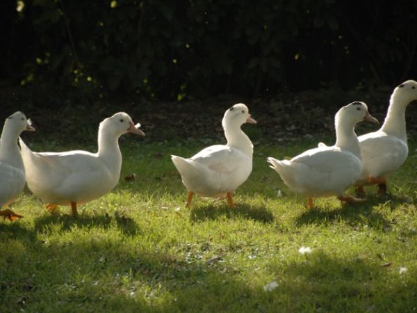 Agriturismo Cascina di Mezzo - foto 32494.jpg