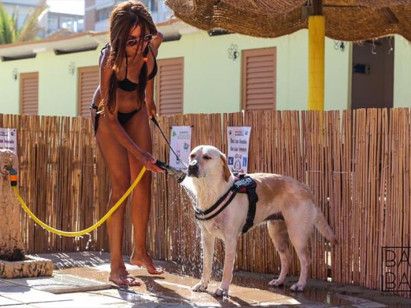 Rimini Dog No Problem - Bagno 81 Rimini - foto 32943.jpg