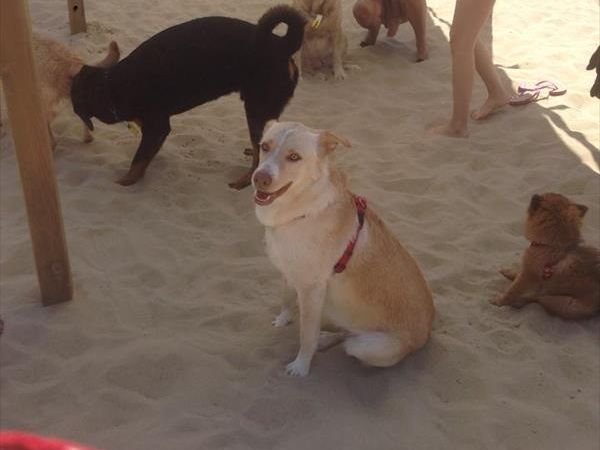 Dog Beach - Lido Azzurro - foto 33011.jpg