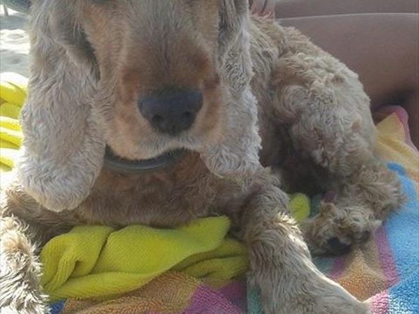 Dog Beach - Lido Azzurro - foto 33015.jpg