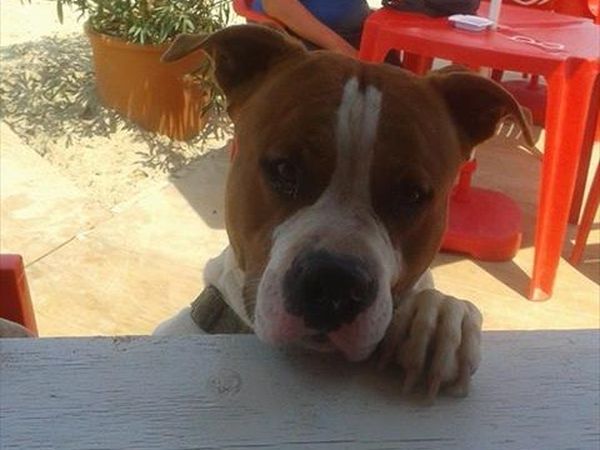 Dog Beach - Lido Azzurro - foto 33016.jpg