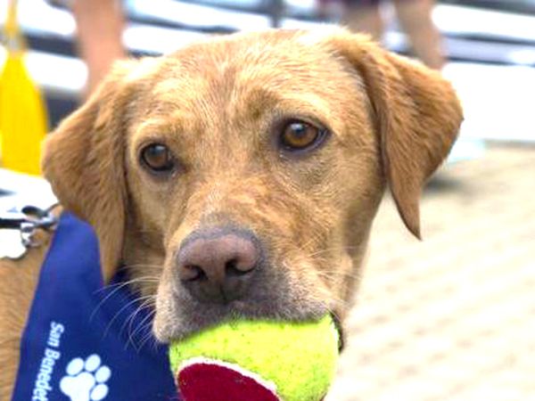 San Benedetto Camping Relais - foto 33147.jpg