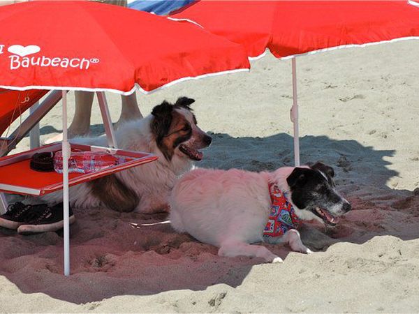 Baubeach Village - foto 33780.jpg