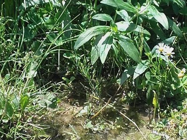 Agriturismo Acquaviva - foto 33975.jpg