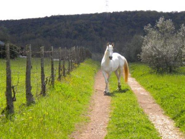 Borgognano Farm House - foto 34294.jpg