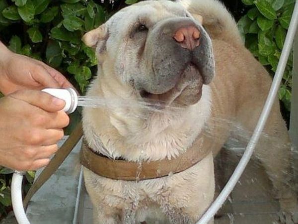 Altanea Green Camping - foto 34295.jpg