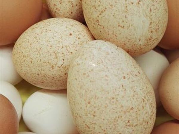 Agriturismo il Felcino - foto 34424.jpg