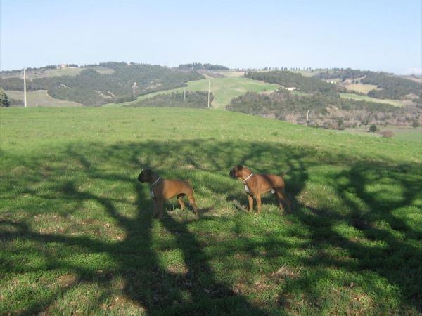 Agriturismo le Selvole - foto 34651.jpg