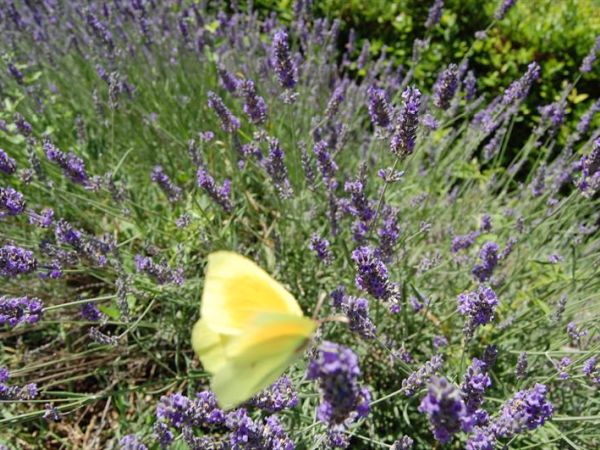 Agriturismo il Giardino - foto 35024.jpg