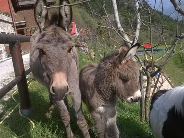 Agriturismo Collini - foto 35233.jpg