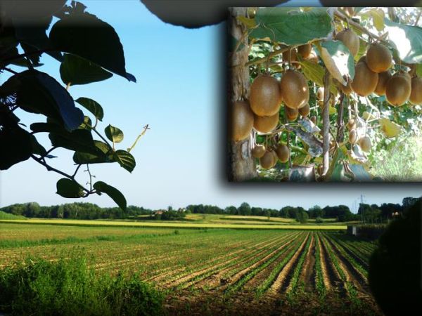 Agriturismo Podere Dei Kiwi - foto 35512.jpg