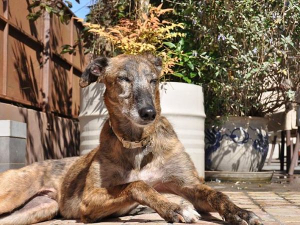 Hotel Corallo Rimini - foto 35666.jpg