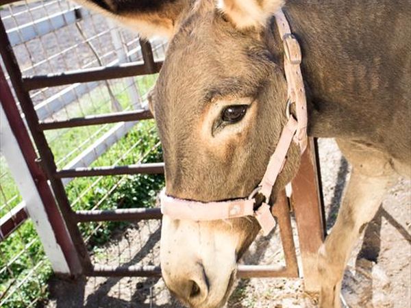 Agriturismo B&B La Meridiana - foto 35692.jpg