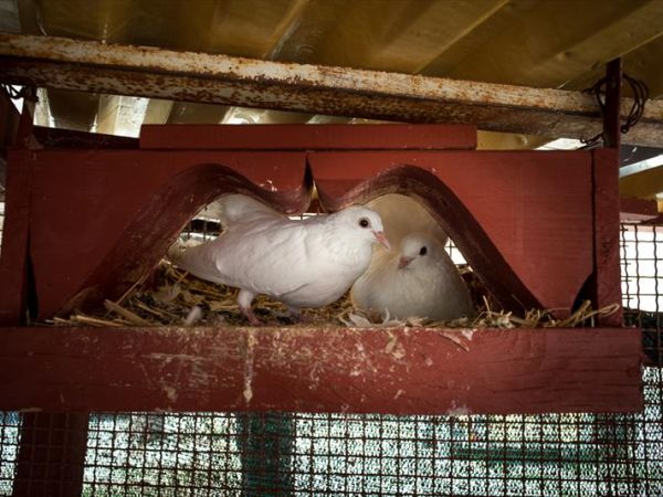 Agriturismo B&B La Meridiana - foto 35701.jpg