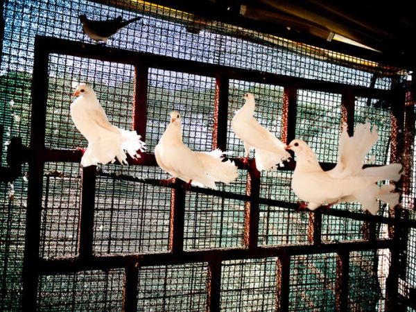 Agriturismo B&B La Meridiana - foto 35702.jpg