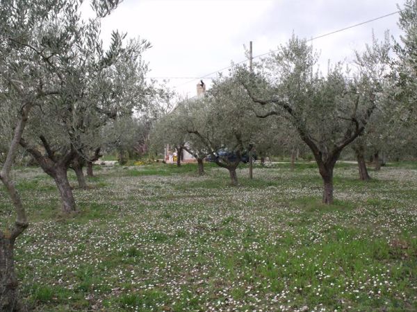 Zasa Vivere la campagna - foto 35806.jpg