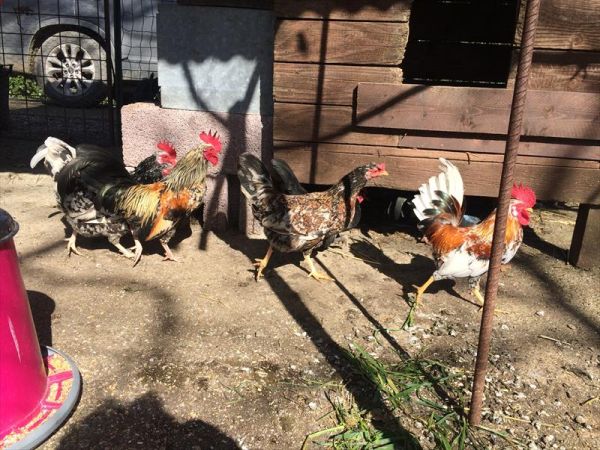 Agriturismo Fattoria Ricrio - foto 35841.jpg