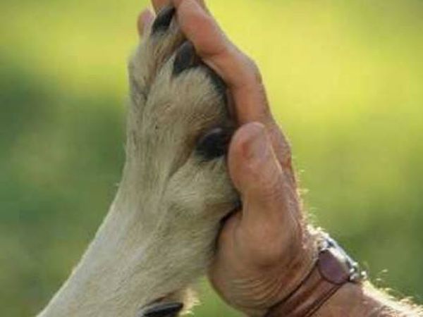 Hotel Panoramic - foto 36981.jpg