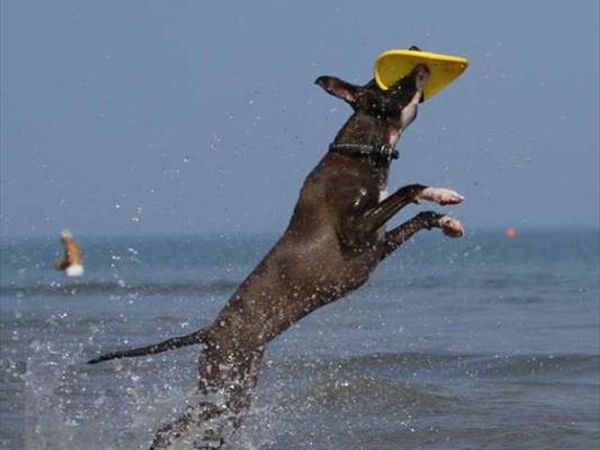 La Spiaggia di Pluto - foto 37056.jpg