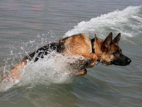 La Spiaggia di Pluto - foto 37057.jpg