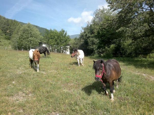 Albergo Payarin - foto 37165.jpg