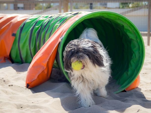 Bagno Tamerici Dog  - foto 37202.jpg