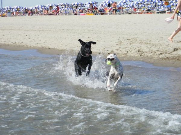 Bagno Tamerici Dog  - foto 37205.jpg