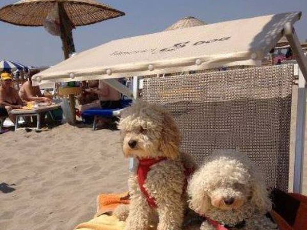 Bagno Tamerici Dog  - foto 37206.jpg