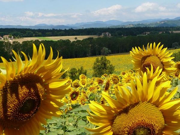 Agriturismo La Topaia - foto 37786.jpg