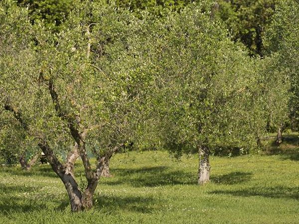 Casale Etrusco - foto 37824.jpg