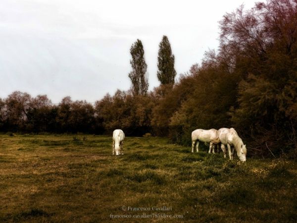 Agenzia SIT - foto 38058.jpg